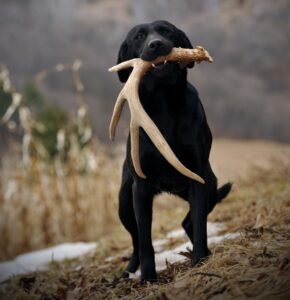 Read more about the article How to Train a Dog for Shed Hunting: Expert Tips