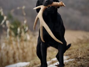 How to Train a Dog for Shed Hunting: Expert Tips