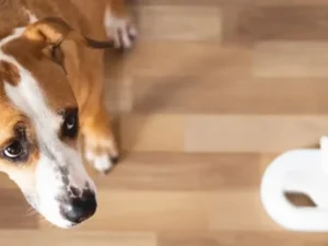 Is 12 Mil Wear Layer Enough for Dogs? Unleash the Facts!