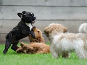 Is Dog Daycare Good for Socialization? Pawsitive Insights