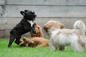 Read more about the article Is Dog Daycare Good for Socialization?: Unleashed Truths