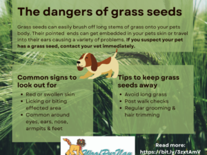 Is Grass Seed Dangerous for Dogs? Vital Safety Tips
