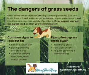 Read more about the article Is Grass Seed Dangerous for Dogs? Vital Safety Tips