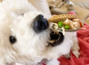Read more about the article Is It Healthy for Dogs to Eat Pot Pie? Vet Insights
