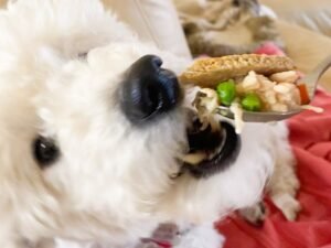 Is It Healthy for Dogs to Eat Pot Pie? Vet Insights