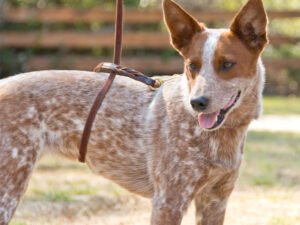 Is Wrapping a Leash Around Your Dog’s Waist Risk-Free? Ultimate Dog guide 2024