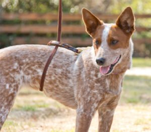 Read more about the article Is Wrapping a Leash Around Your Dog’s Waist Risk-Free? Ultimate Dog guide 2024