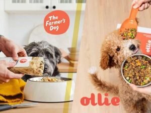 Is Ollie Cheaper Than Farmer’s Dog?: Cost Comparison 2024