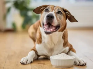 Is Origins Hmo Prebiotics Ok for Dogs: Vital Insights 2024