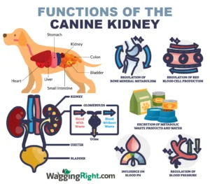 Read more about the article Is Quinoa Good for Dogs With Kidney Disease? Vet Insights 2024