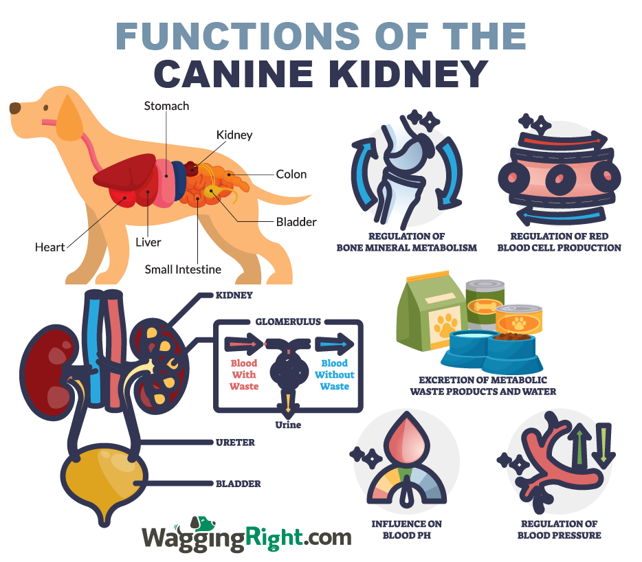 You are currently viewing Is Quinoa Good for Dogs With Kidney Disease? Vet Insights 2024