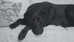 Read more about the article How Often Should a Dog Sitter Visit: Essential Guide