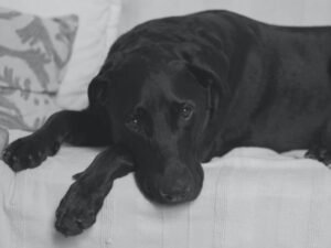 How Often Should a Dog Sitter Visit: Essential Guide