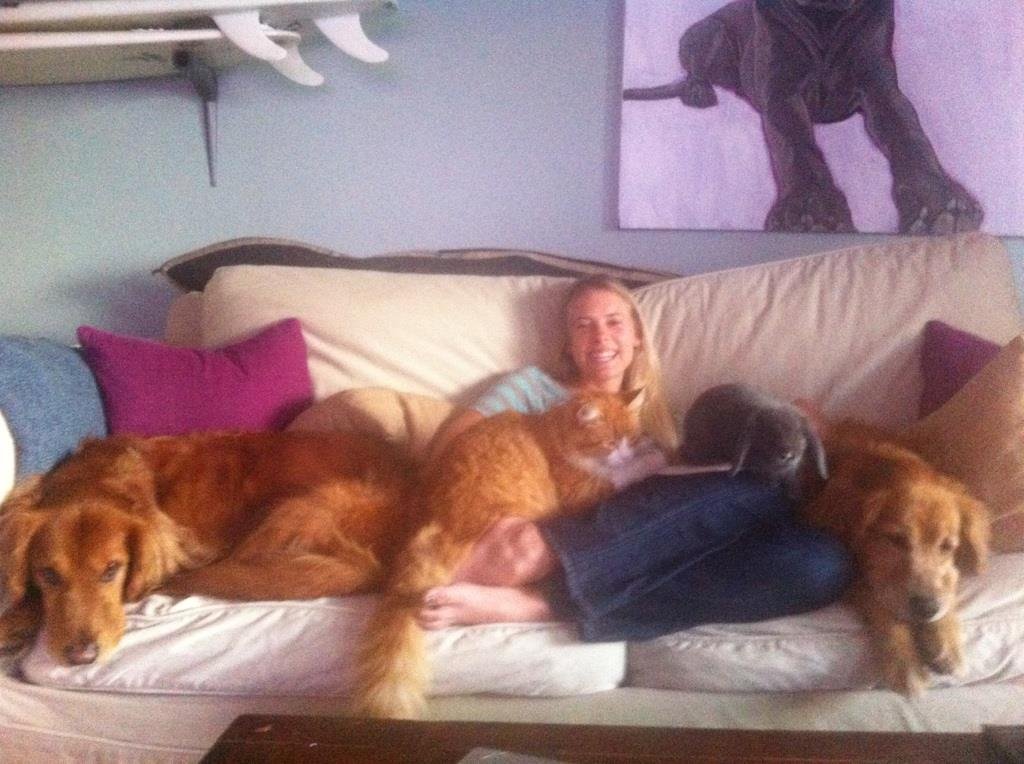 You are currently viewing Should Dogs Be Allowed on Furniture? Pet Perks Explored