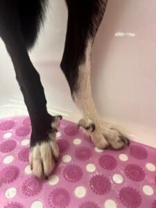 Read more about the article What Dog Breeds Have Rear Dewclaws: Uncover Rare Traits