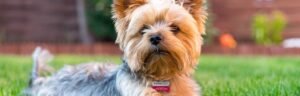 Read more about the article What Dogs Do Yorkies Get Along With?: Best Matches Revealed