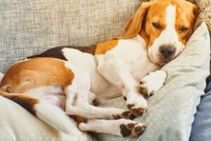 Read more about the article What Happens If Your Dog Eats Gum: Urgent Care Tips 2024