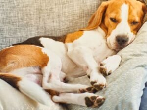 What Happens If Your Dog Eats Gum: Urgent Care Tips 2024