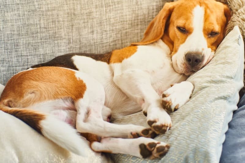 You are currently viewing What Happens If Your Dog Eats Gum: Urgent Care Tips 2024