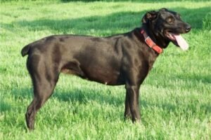 Read more about the article What is a Hanging Tree Dog? Unleash the Mystery 2024