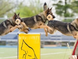What is IGP Dog Training?: Unleash the Potential