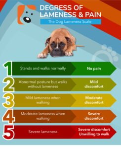 Read more about the article What is Lameness in Dogs?: Uncover the Causes & Solutions