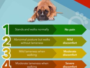 What is Lameness in Dogs?: Uncover the Causes & Solutions