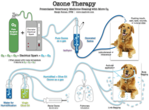 Read more about the article What is Ozone Therapy for Dogs?: Unveil the Benefits