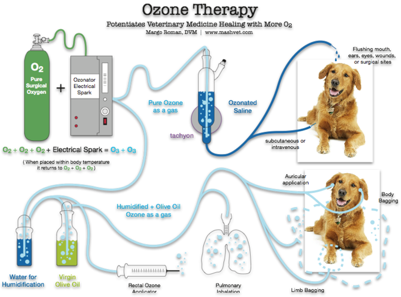 You are currently viewing What is Ozone Therapy for Dogs?: Unveil the Benefits