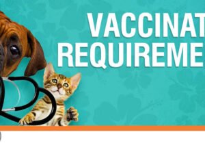 What Shots are Required for Dogs to Be Boarded?: Essential Guide