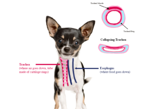 What to Feed Dog With Collapsed Trachea: Best Diets Revealed