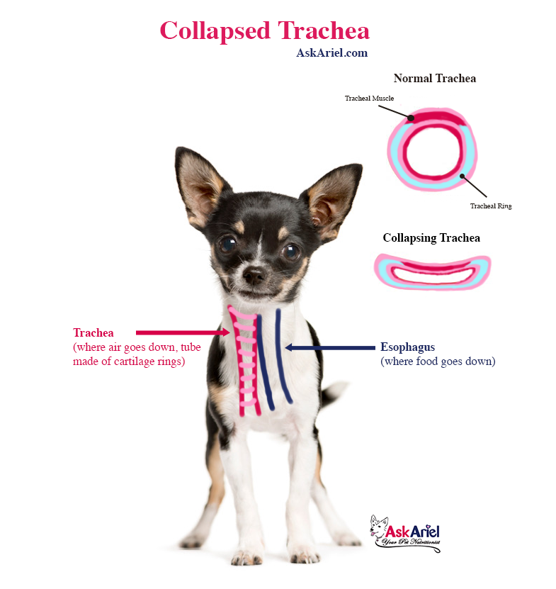 You are currently viewing What to Feed Dog With Collapsed Trachea: Best Diets Revealed