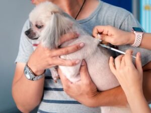 Which Veterinarians Offer Heartworm Injections for Dogs: Top Clinics 2024