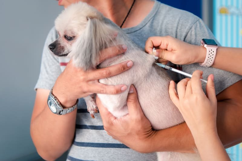 You are currently viewing Which Veterinarians Offer Heartworm Injections for Dogs: Top Clinics 2024