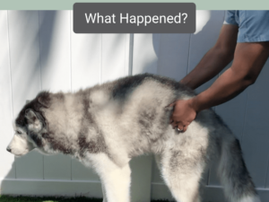 Why Can’t My Dog Walk All of a Sudden? Urgent Insights