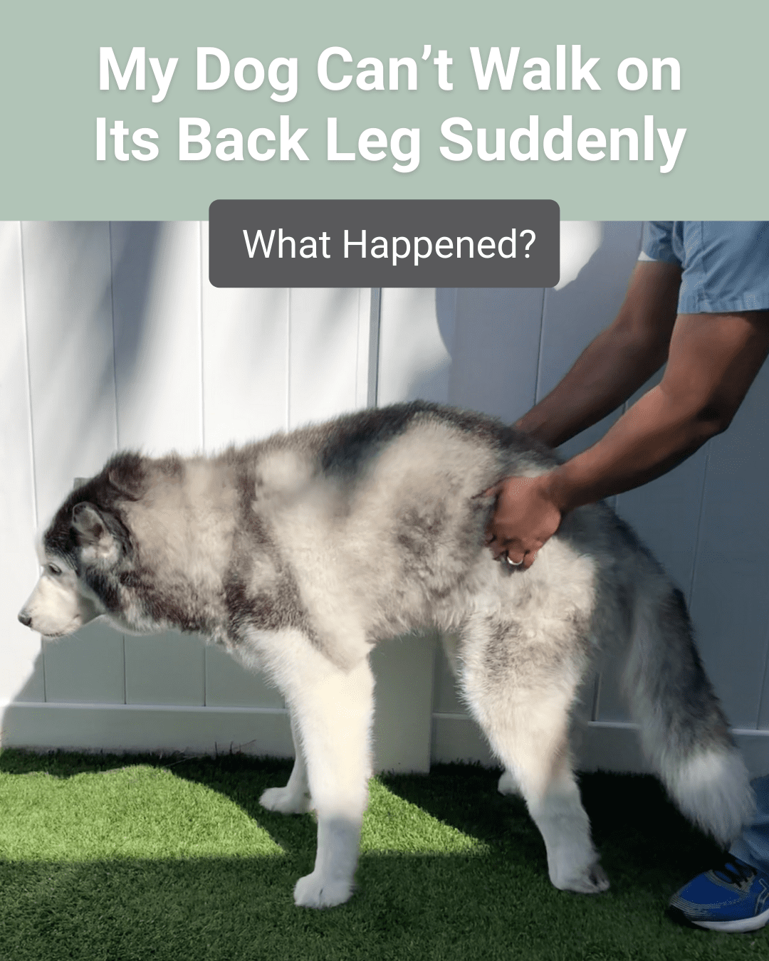You are currently viewing Why Can’t My Dog Walk All of a Sudden? Urgent Insights