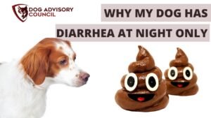 Read more about the article Why Do Dogs Have Diarrhea at Night? Urgent Causes & Care