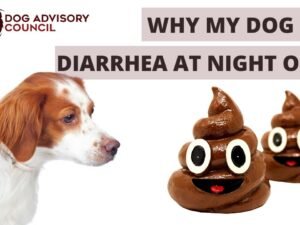 Why Do Dogs Have Diarrhea at Night? Urgent Causes & Care