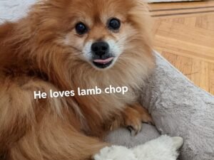 Why Do Dogs Love Lamb Chop Toys? Unveiled Secrets