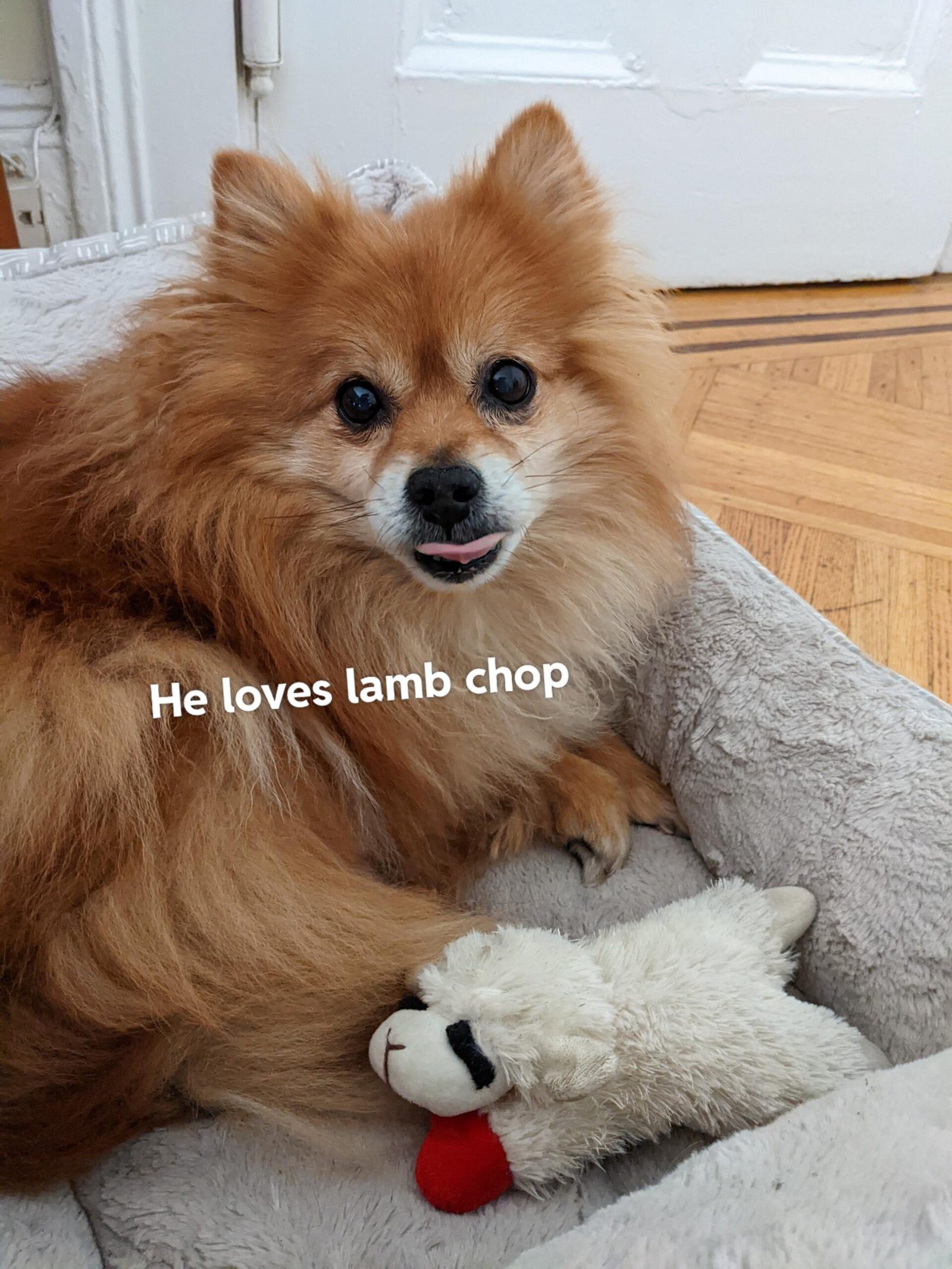 You are currently viewing Why Do Dogs Love Lamb Chop Toys? Unveiled Secrets
