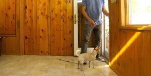 Read more about the article Why Do Dogs Run Away When You Open the Door? Uncover the Mystery!