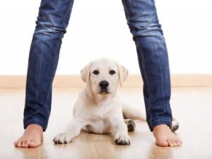Why Does My Dog Go under My Legs?: Unveiling Canine Secrets