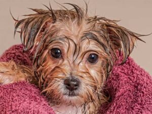 Why Does My AC Smell Like Wet Dog?: Uncover Causes & Fixes