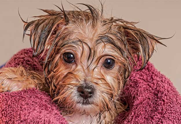 You are currently viewing Why Does My AC Smell Like Wet Dog?: Uncover Causes & Fixes