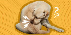Read more about the article Why Does My Dog Keep Chewing His Tail? Uncover Reasons 2024!