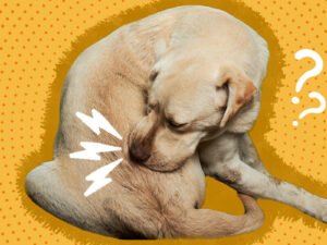 Why Does My Dog Keep Chewing His Tail? Uncover Reasons 2024!