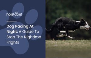 Read more about the article Why Does My Dog Keep Pacing at Night? Uncover Reasons