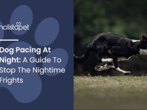 Why Does My Dog Keep Pacing at Night? Uncover Reasons