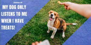 Read more about the article Why Does My Dog Only Listen to Me? Unleash the Secrets