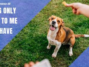 Why Does My Dog Only Listen to Me? Unleash the Secrets